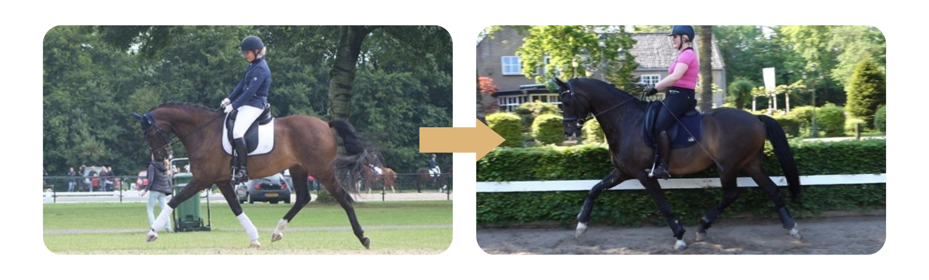 Conny: 'Keeping the activity in my horse without working backwards (Circle of energy) helped us a lot.'